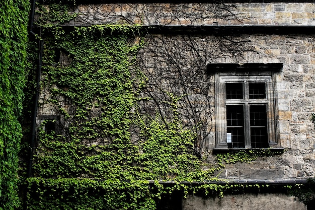 Photo old window with ivy creepers