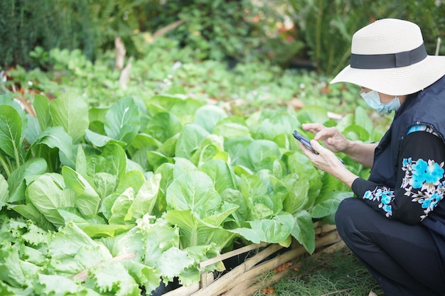 Foto anziana che controlla la qualità delle piante vegetali con lo smartphone. tecnologia agricola
