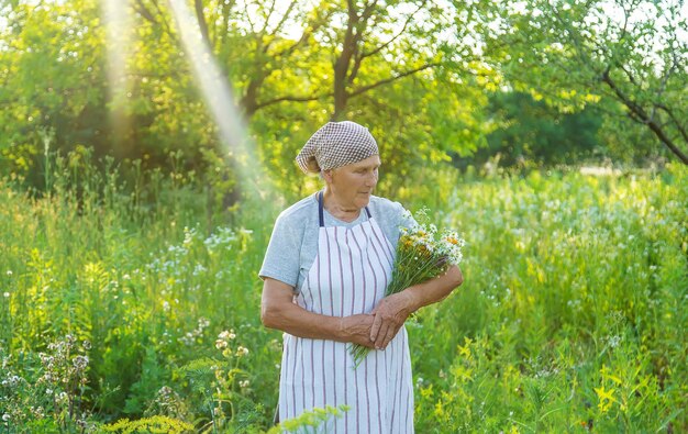 An old woman collects medicinal herbs Selective focus