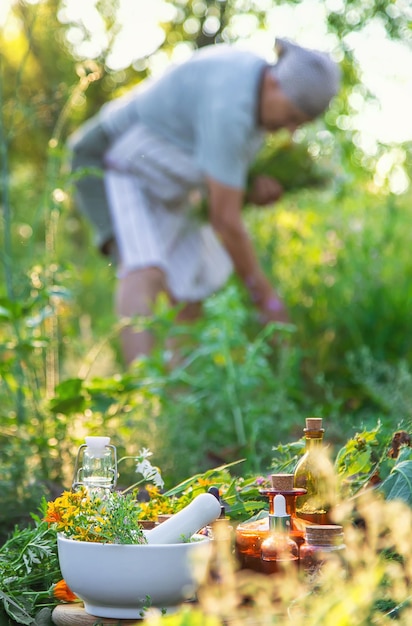 An old woman collects medicinal herbs Selective focus