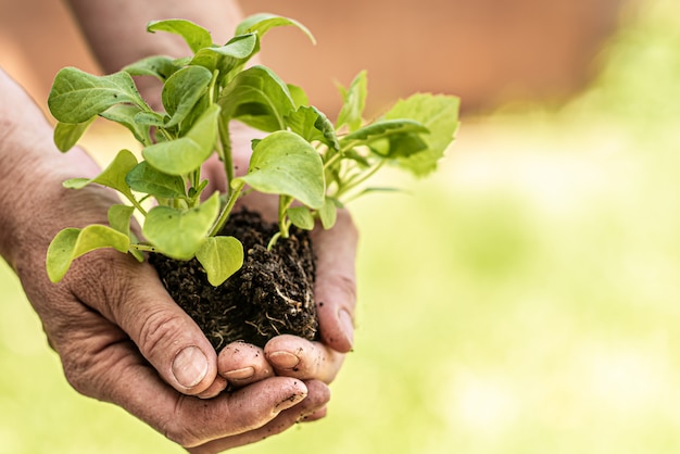 Old woman holding seedlings of young plants