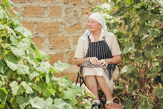 An old woman sits among the bushes of cucumbers in the home garden.