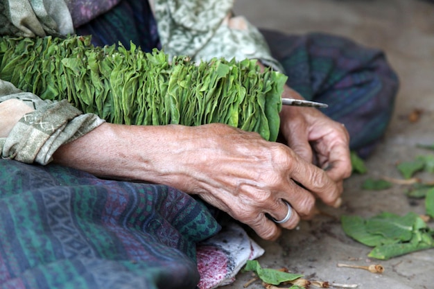 The old woman and tobacco leaves background