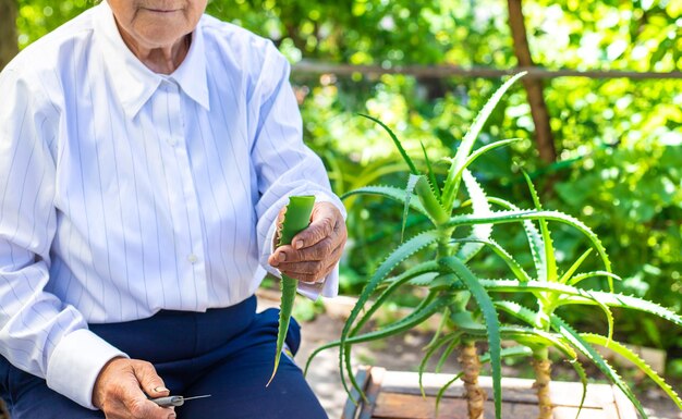 Old woman treated with aloe vera juice Selective focus