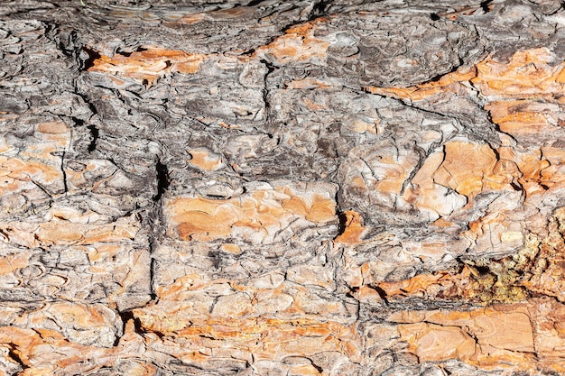 写真 古い木の樹皮のテクスチャまたは背景赤松の木の木の樹皮のテクスチャ背景