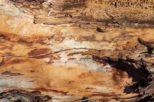 Foto vecchia struttura incrinata di legno, legno, albero