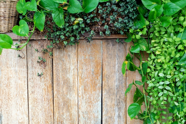 Foto vecchio fondo di legno del recinto con la foglia verde