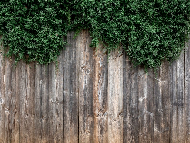 Vecchio muro di legno della plancia con foglie verdi