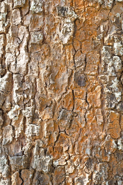 Старый лес (кожура, кора) Фон текстуры дерева