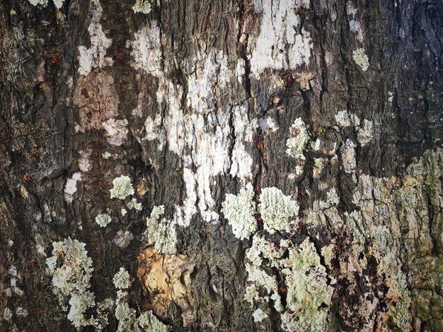 Old wood texture background of big tree