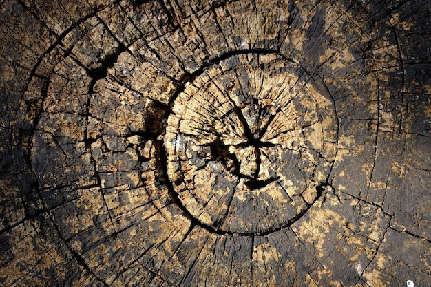 古い木のテクスチャ背景。チークの古木を伐採。形成層。自然の概念の背景。
