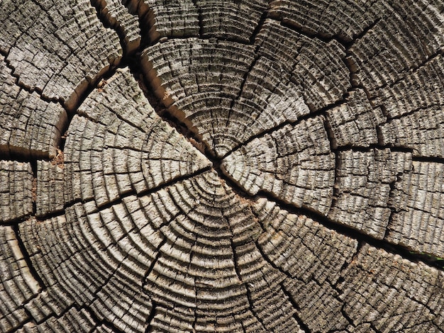 Foto vecchio fondo di struttura di legno