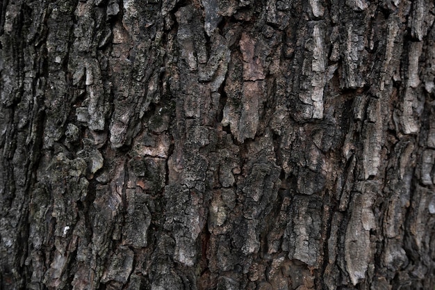 Текстура старого дерева для фона