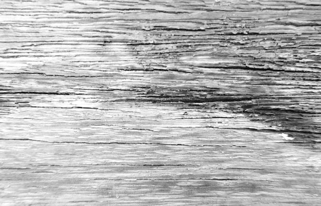 Old wood texture crack graywhite tone Use this for wallpaper or background image