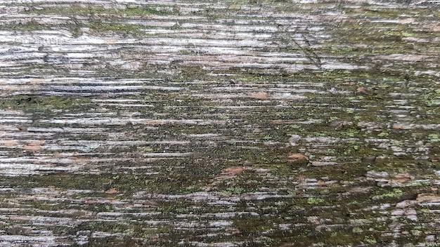 Старая текстура древесины и лишайник. кора дерева с мхом, абстрактный фон, текстура. деталь мха и лишайника на деревянном заборе.