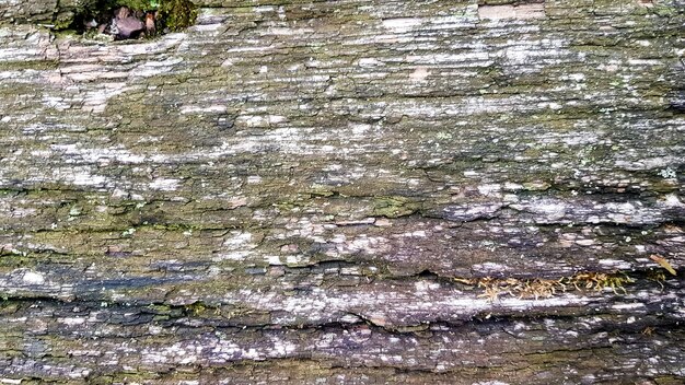 Old wood texture and Lichen. tree bark with moss, abstract background, texture. detail of moss and lichen on wooden fence.