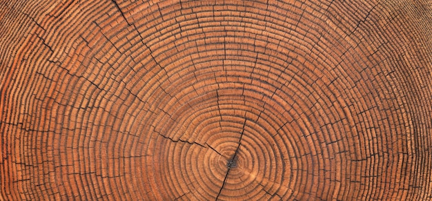 Old wood texture with annual rings and cracks wooden background