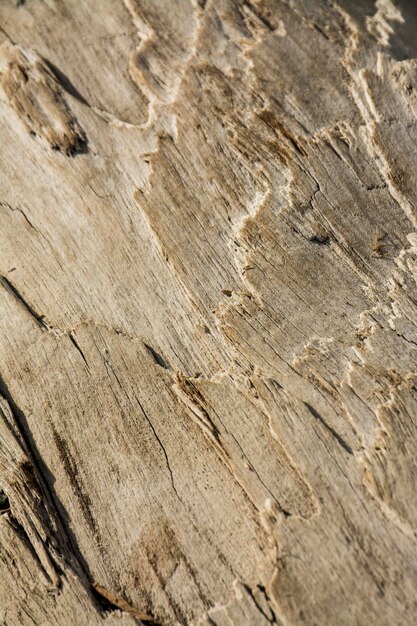 Old wood texture