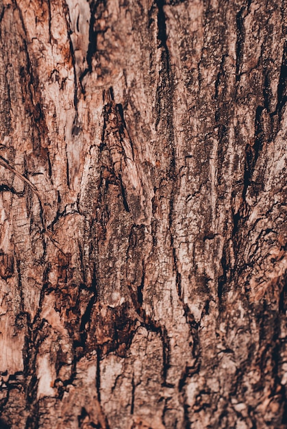 Foto vecchio modello di legno del fondo di struttura dell'albero