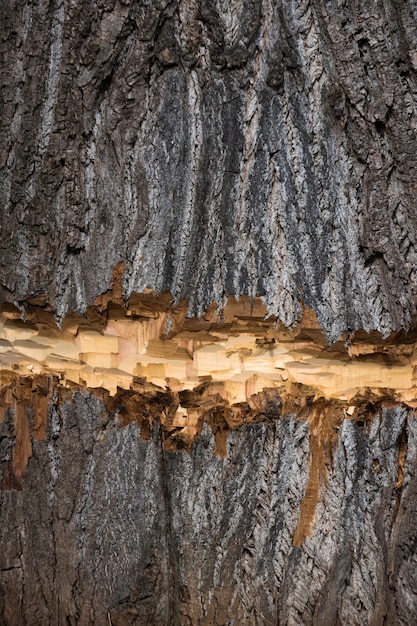 Old wood tree trunk