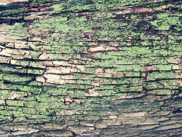 Old wooden background Withered wood texture