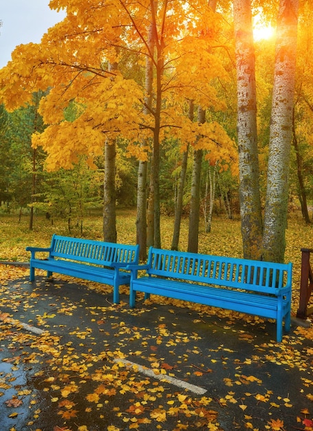 Old wooden bench in city park