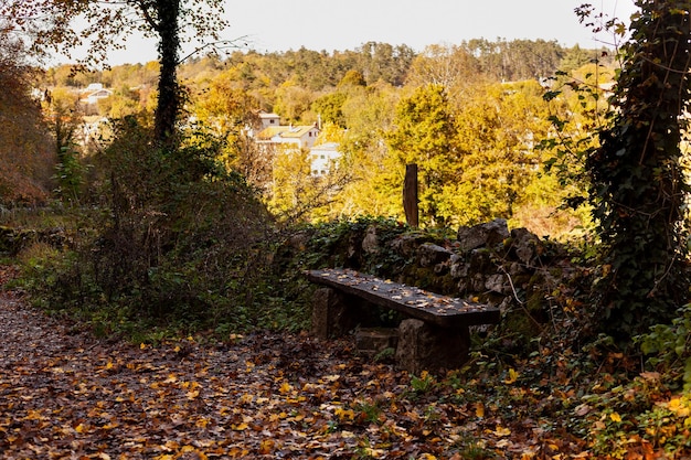 Old Wooden Bench with dead leaves in autumn season Slovenia