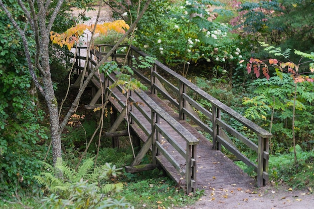 秋の森の古い木の橋