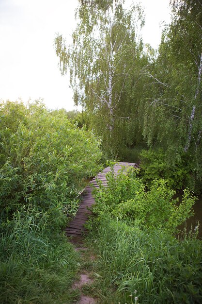 Old wooden bridge near a lake in a green grove.