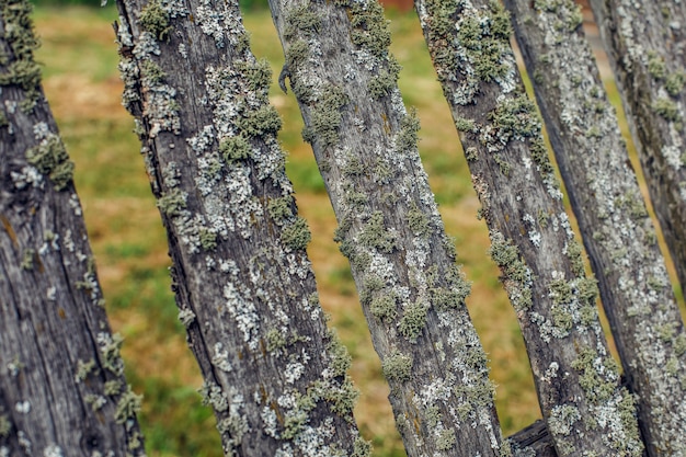 Old wooden fence covered with green moss