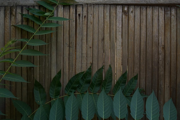 old wooden fence surrounded by leaves