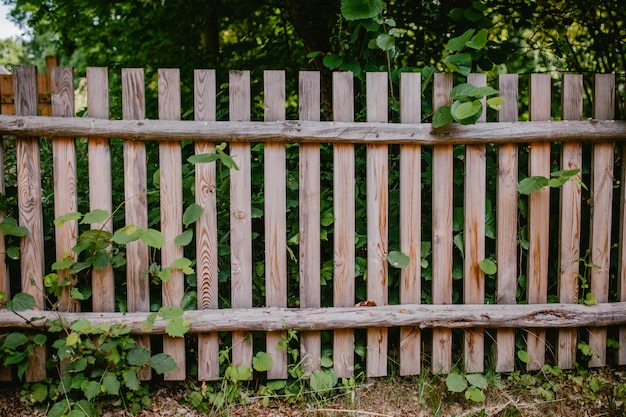 Old wooden fence with greenery