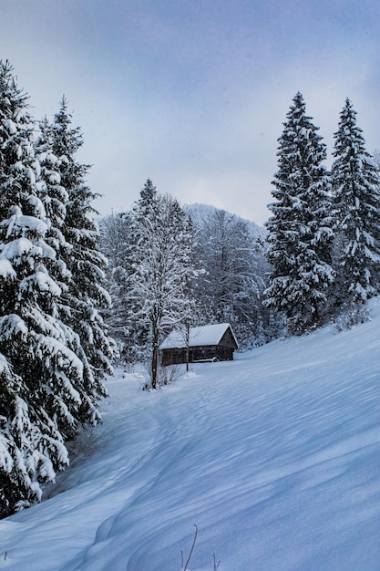 古い木造家屋は雪に覆われた森の中に一人で立っています家の周りには大きなもみがあります