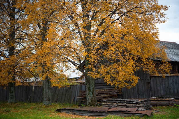 Old wooden house in the village, birch trees, landscape of the countryside in autumn