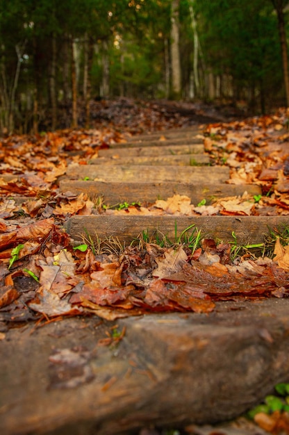 Старая деревянная узкая лестница в лесу, усыпанная опавшими желтыми и оранжевыми листьями.