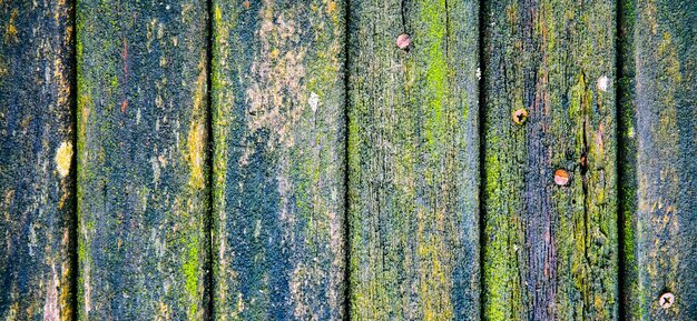 Old wooden planks background. Green mold texture.