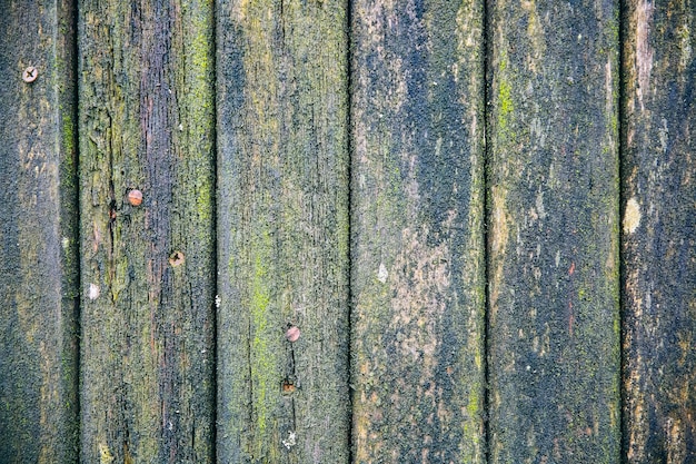 Old wooden planks background Green mold texture