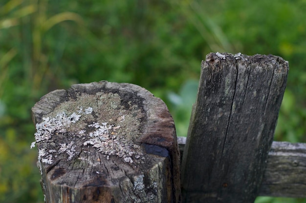 old wooden rural fence with lichen and green grasses on background