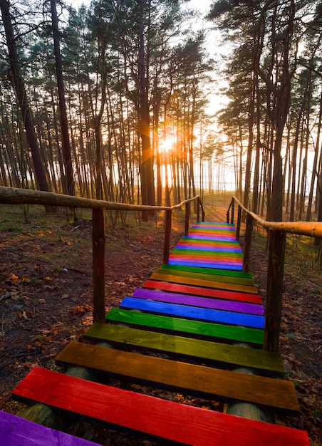 Old wooden steps painted in the colors of the lgbt community\
flag a pine forest at sunset