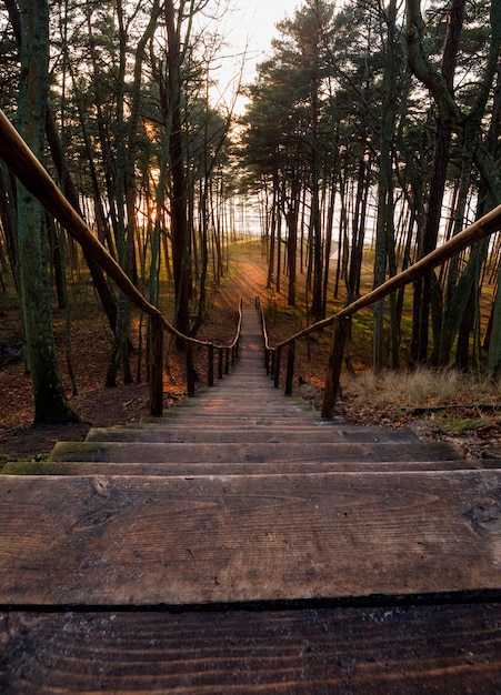 Old wooden steps of a staircase leading down to sea in a pine forest at sunset in Lithuania Klaipeda