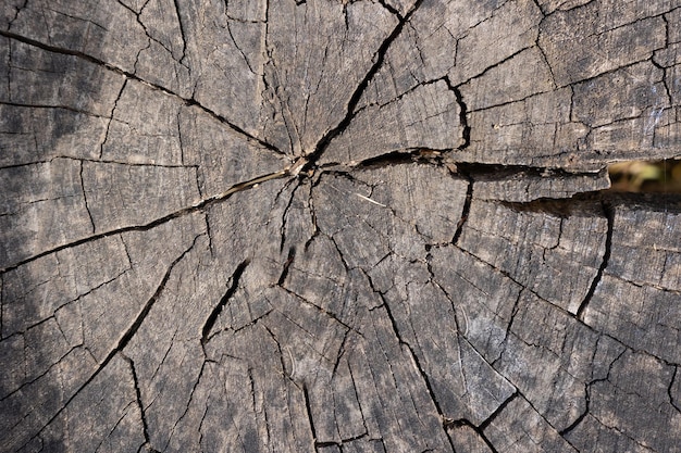 Old wooden texture Texture of an old stump