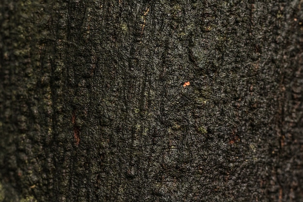 古い木の質感やトランクの背景。天然の湿った表面からの木質材料。