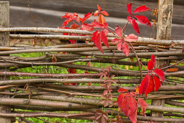 赤い紅葉とブドウが絡んだ枝から古い木製の缶詰3