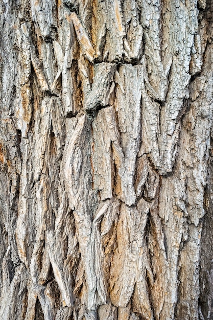 Vecchia struttura di corteccia di albero in legno. sfondo di un vecchio frammento di legno