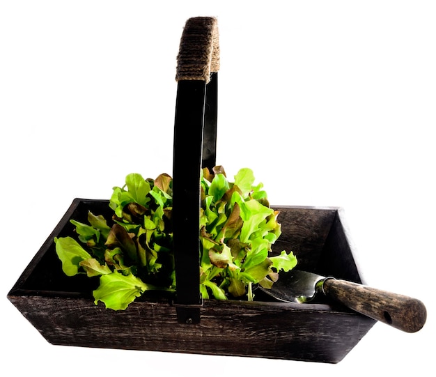 Old Wooden Trug Filled With Lettuce