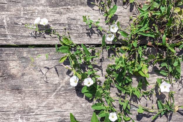 The old wooden wall of the barn is overgrown with a wild field plant bindweed