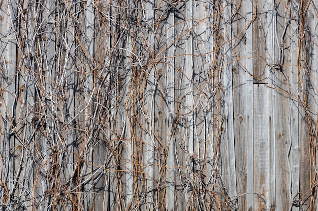 Old wooden wall with withered ivy