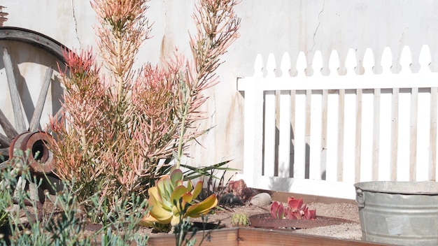 Old wooden wheel white wall in mexican rural homestead garden succulent plants