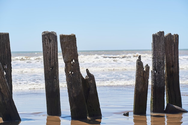 Old woods on the beach