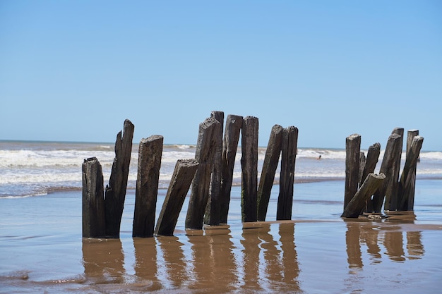 Old woods on the beach